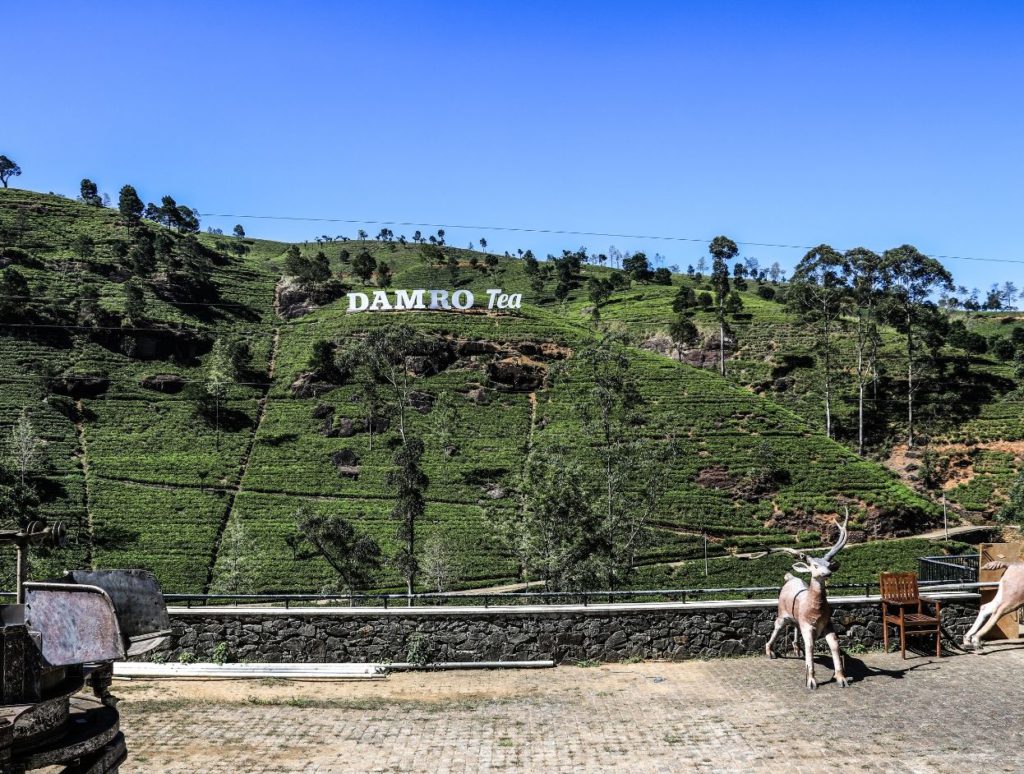 Damro's Tea Plantation, Nuwara Eliya, Sri Lanka
