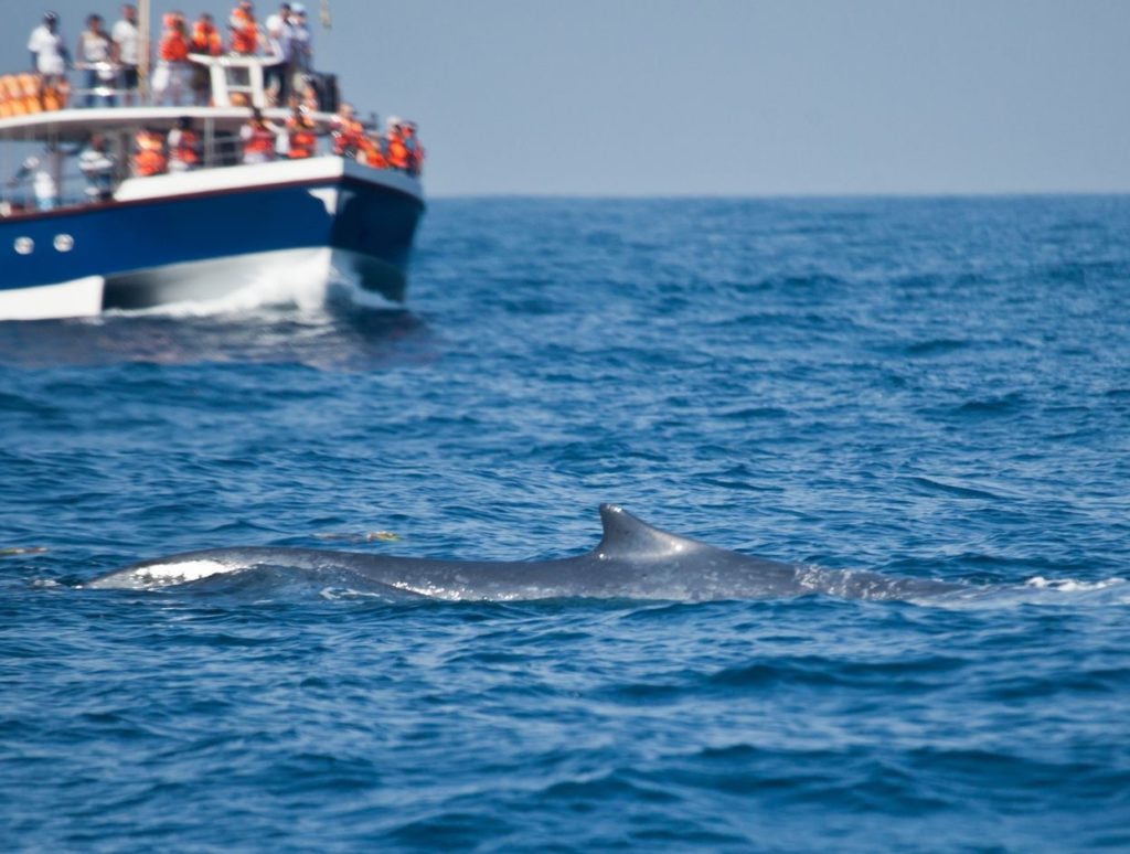 Whale Watching in Mirissa