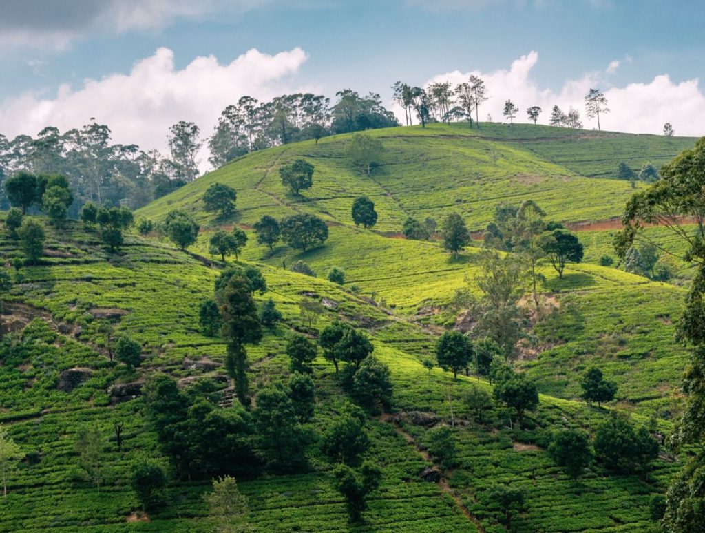 Tea gardens in Nuwara Eliya, Sri Lanka