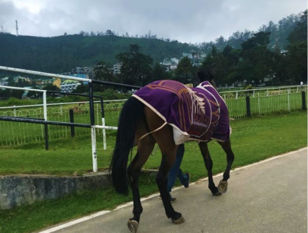 Horse at the racecourse