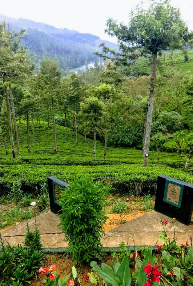 Pedro Tea Estate, Nuwara Eliya