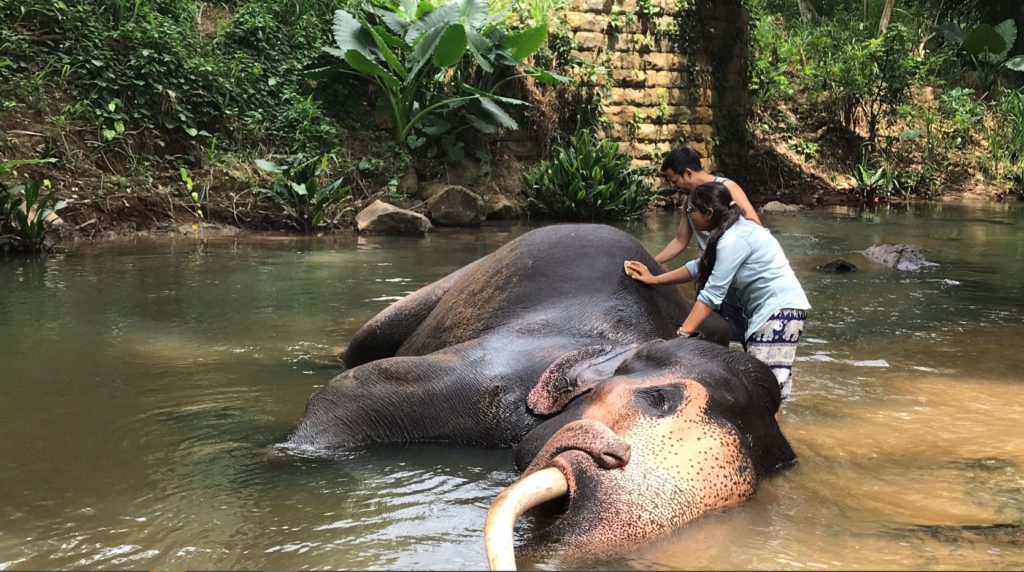 Scrubbing elephants at Pinnawala Elephant Orphanage