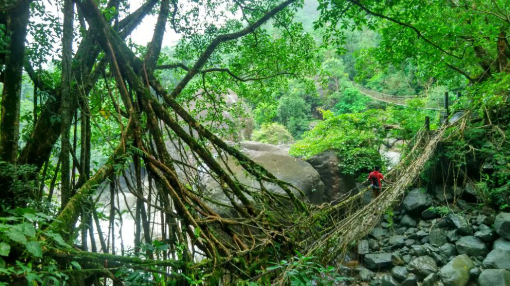 Root bridges in Cherrapunji, Meghalaya