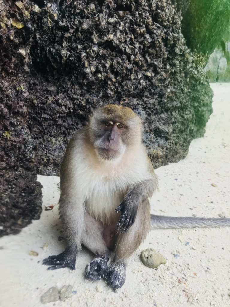 Native Thai monkey on monkey beach