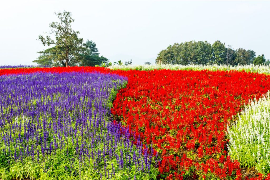 beautiful garden in singha park chiangrai province Thailand