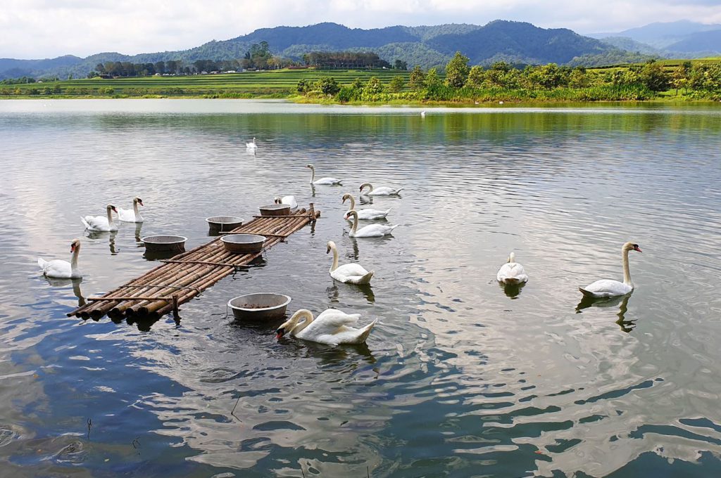 The lake with swans at Singha Park, Chiang Rai