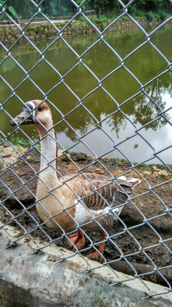 Goose in Lady Hydari Park Zoo