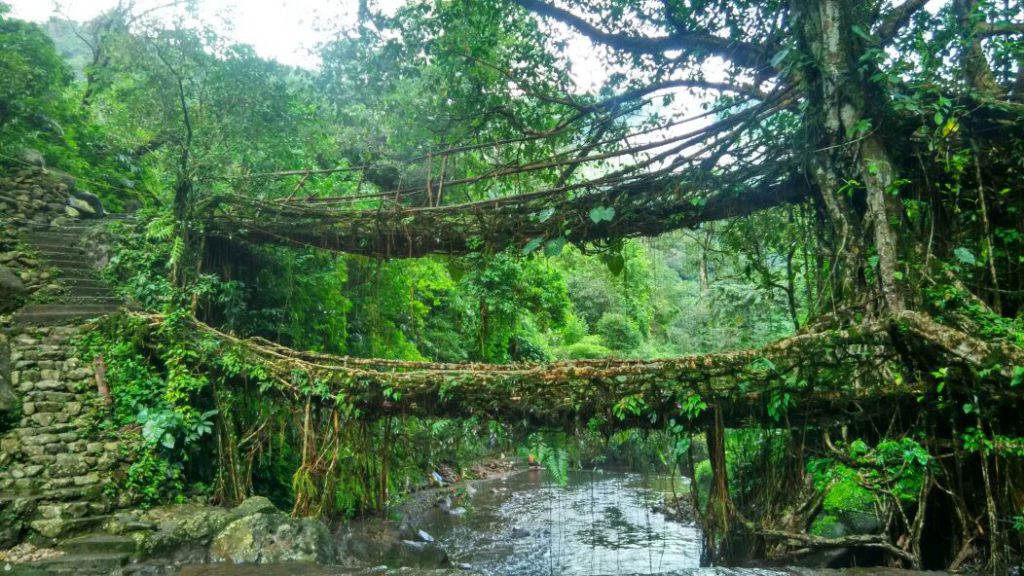 Double decker root bridge, Cherrapunji, Meghalaya