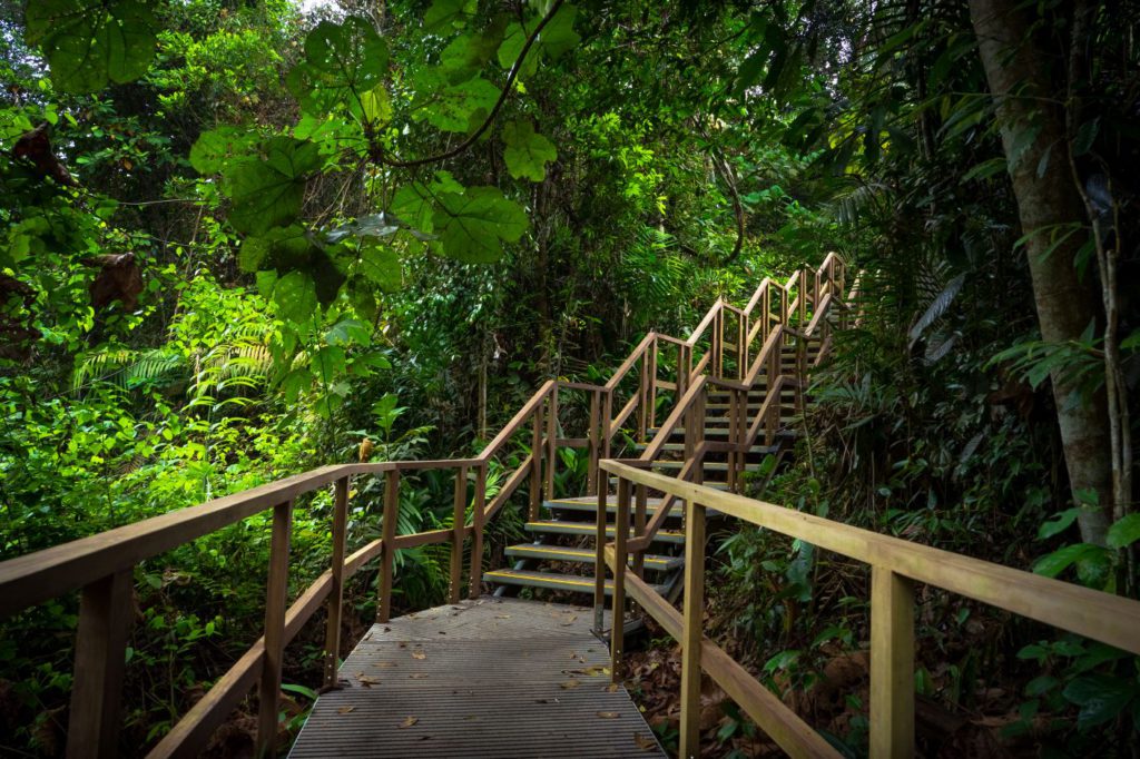A Wooden staircase along the jungle path at MacRitchie Reservoir Park.