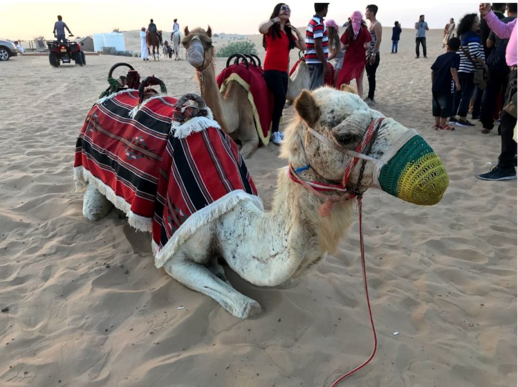Camel ride around Dubai desert camps