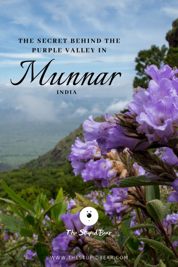 things to do in Munnar