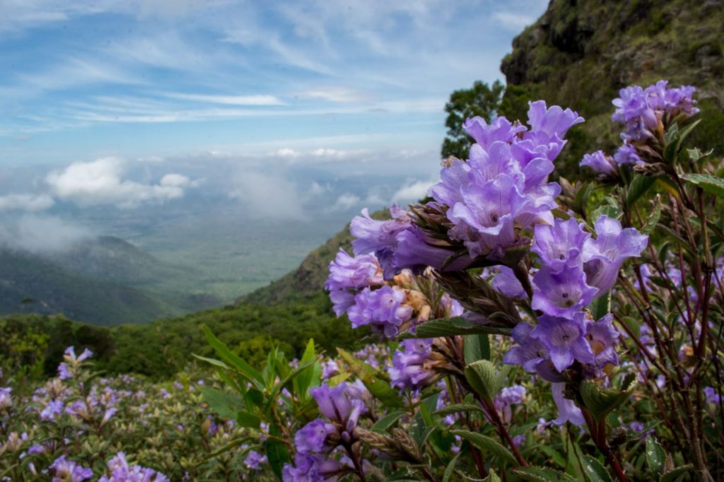 Neelakurinjini flowers blooming in Munnar