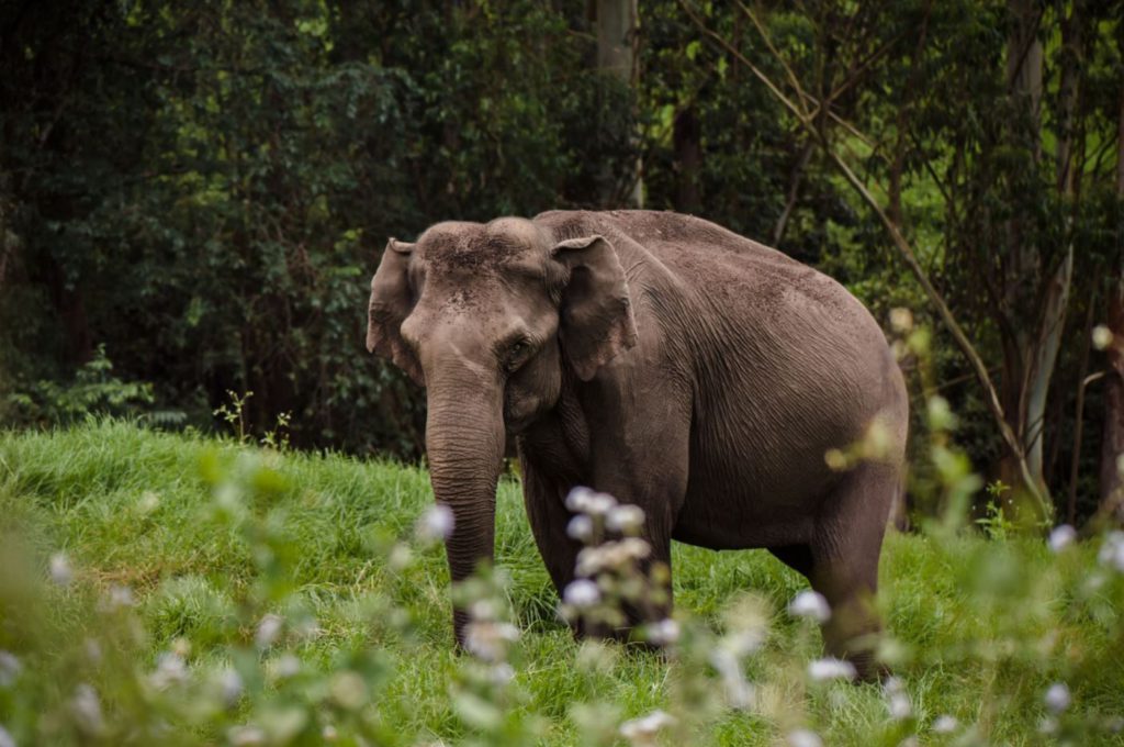 Elephant in Chinnar wildlife sanctuary