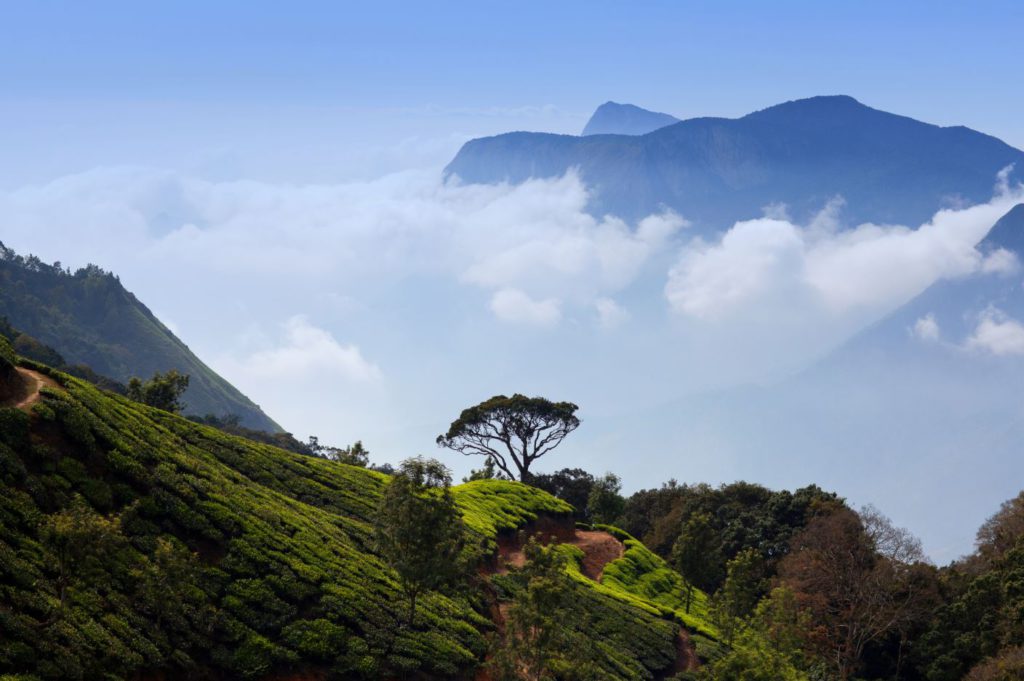 Munnar, Kerela