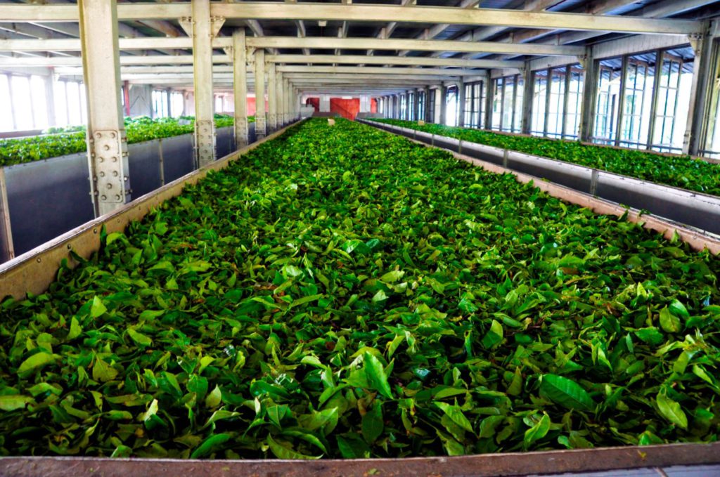 processing of tea leaves in tea factory