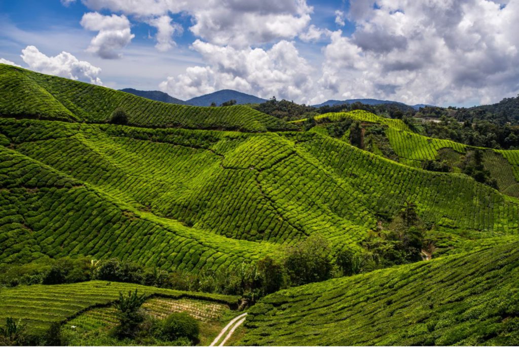 View of Munnar Valley