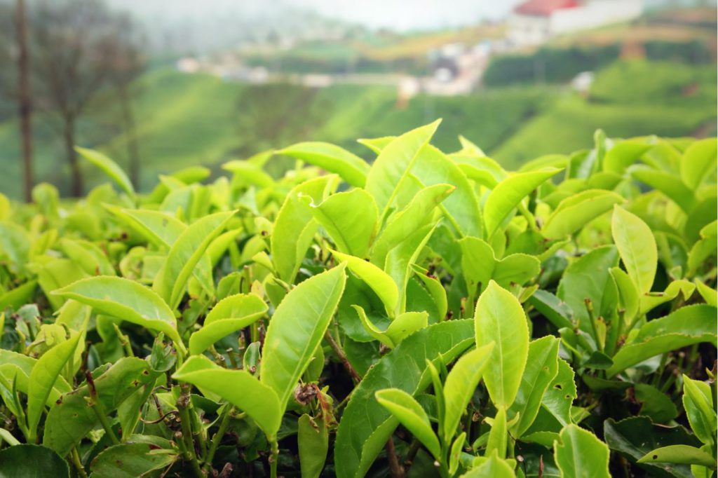 Tea gardens in Munnar