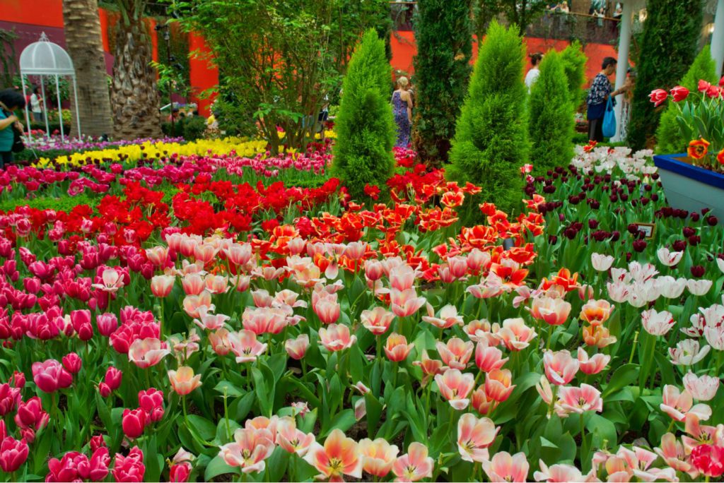 Seasonal Tulip blooming in the Flower Dome