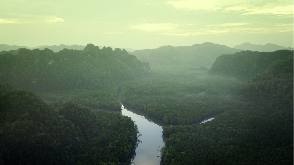 Mangrove Forests in Kilim Karst Geopark