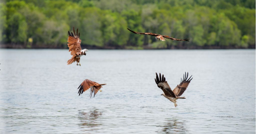 Eagle Feeding with meat strips in Langkawi