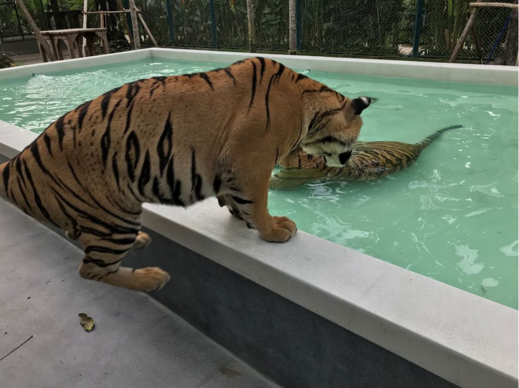 Tiger Park, Pattaya