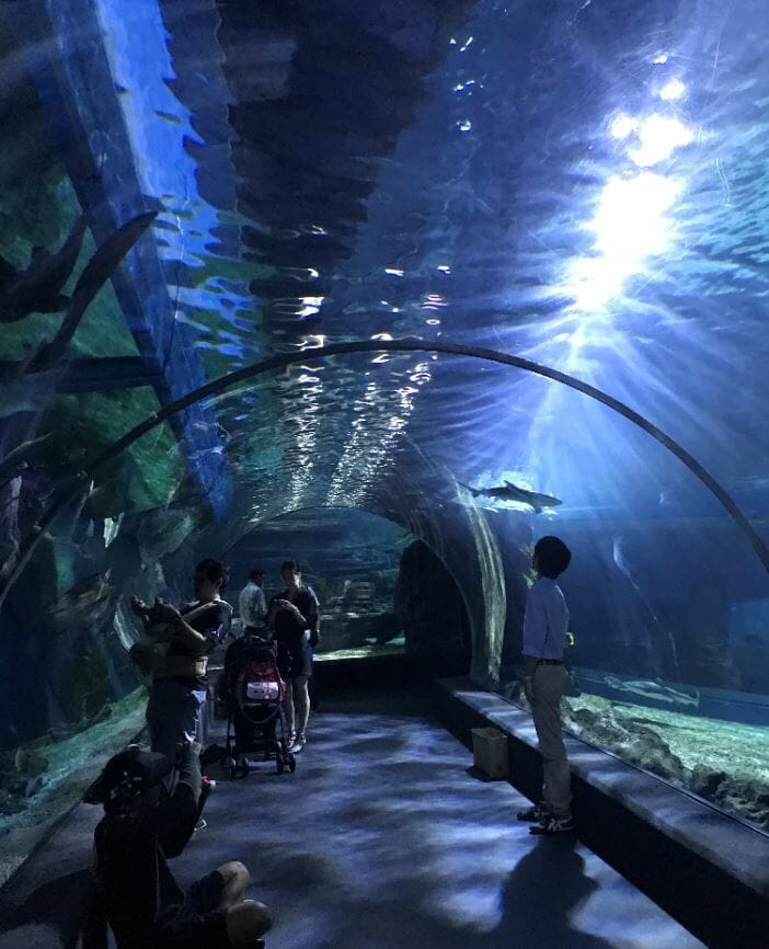 Aquarium walk through tunnel with sharks and sting ray in Ocean World