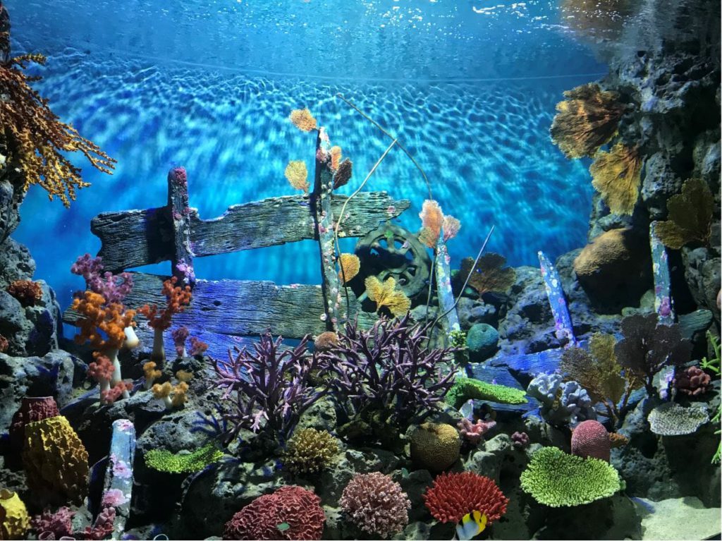 Giant aquarium with coral reefs in Sea life