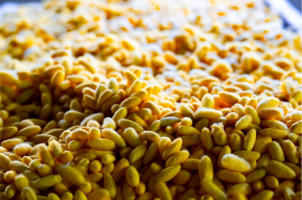 Silkwork cocoons ready to be harvested foe producing silk, giving its name 'Golden Silk'