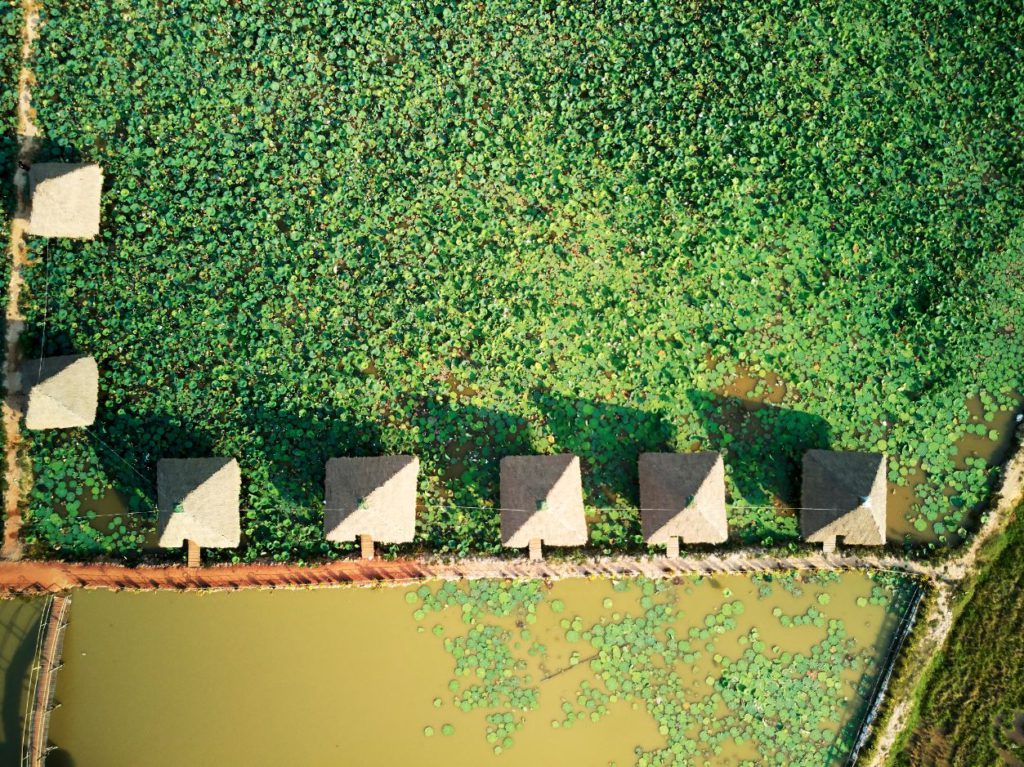 Aerial view of the Lotus farm outside Siem Reap