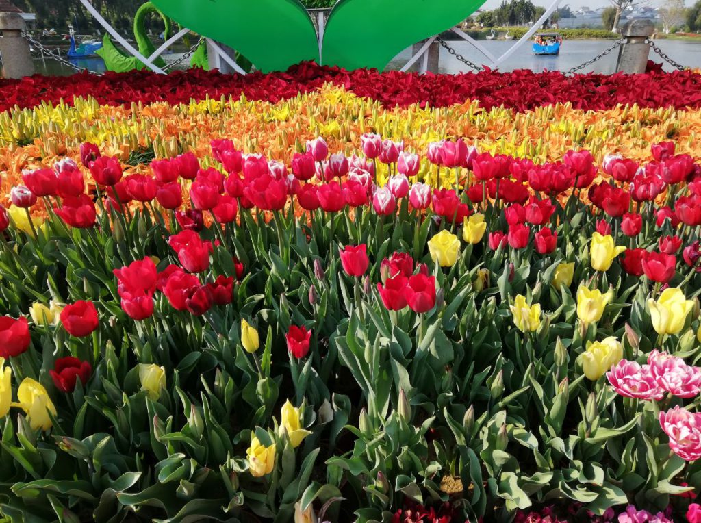 Blooming Tulips during the season in Da Lat Flower Garden