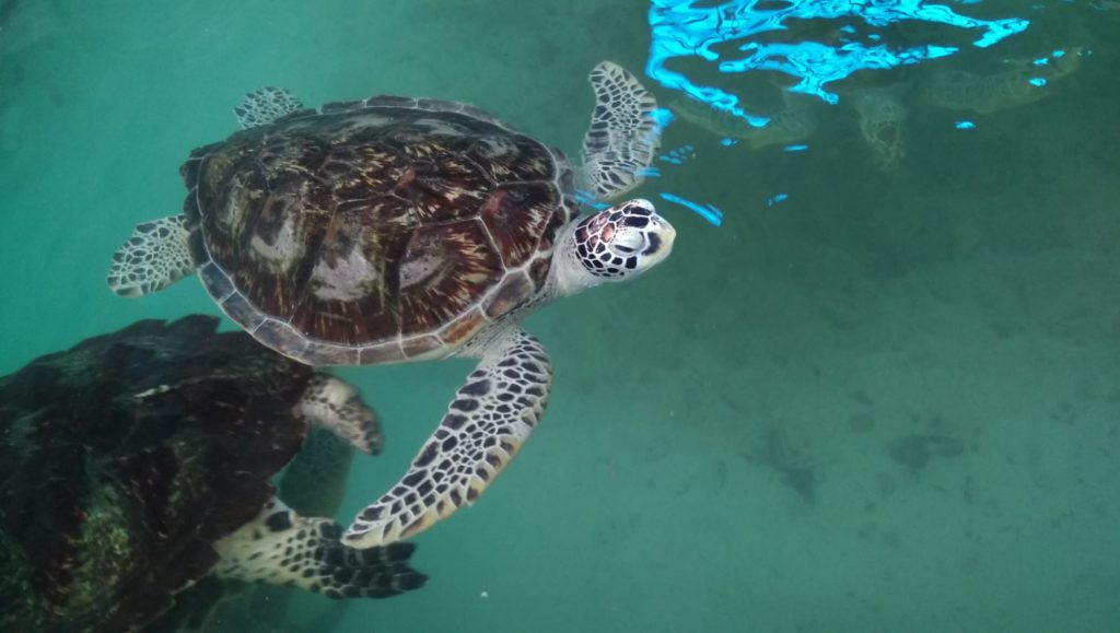 Sea turtles in Nha Trang
