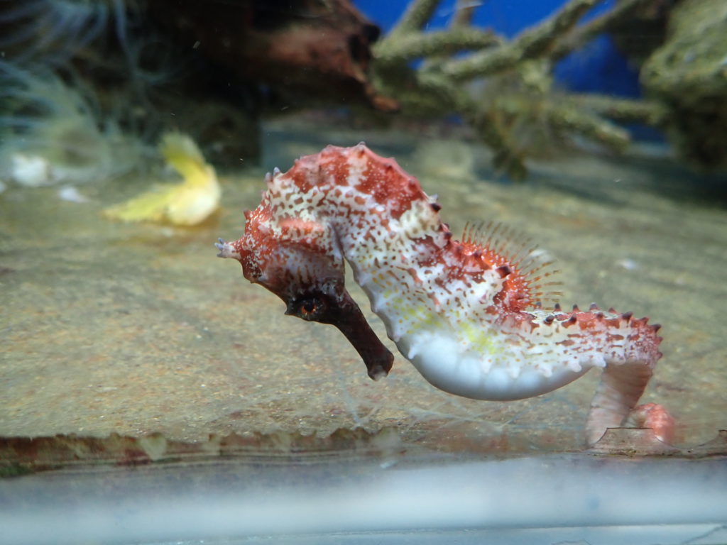 National Oceanographic Museum of Vietnam