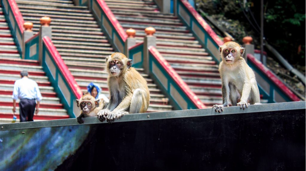 Monkeys at Batu Caves