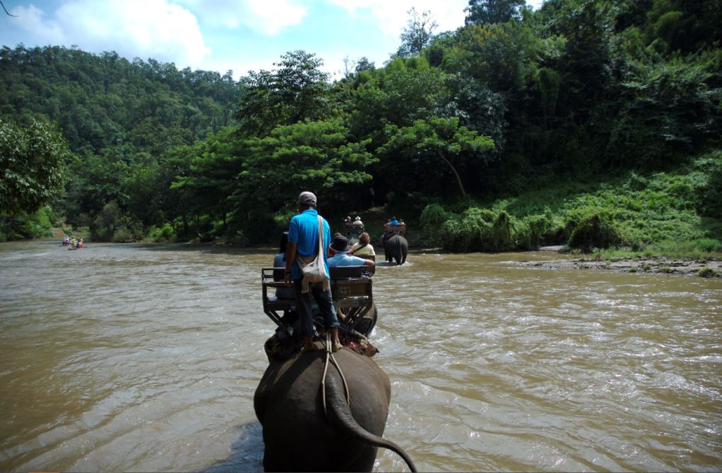 Elephants used for tourism at camps in Chiang Mai. Courtesy@flickr