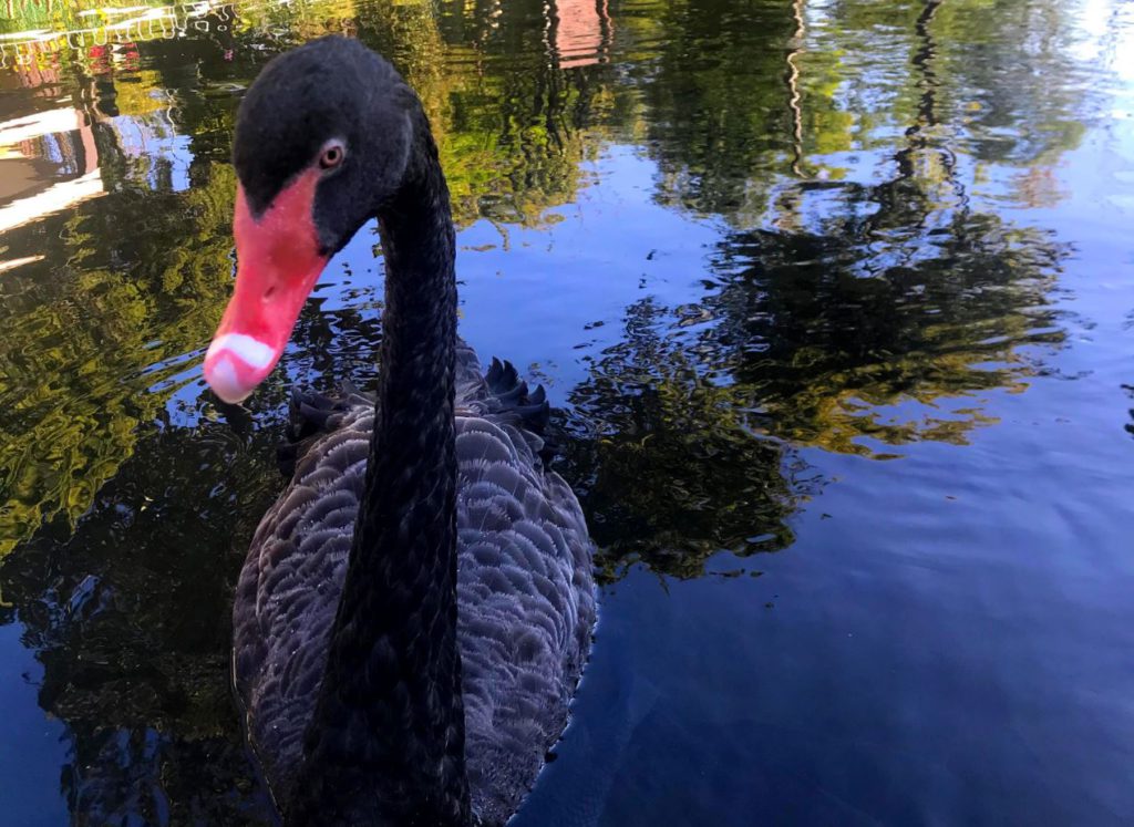 Black swan paddling in the pond at Royal Agricultural station