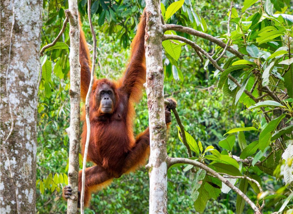 Orangutan on the island of Borneo