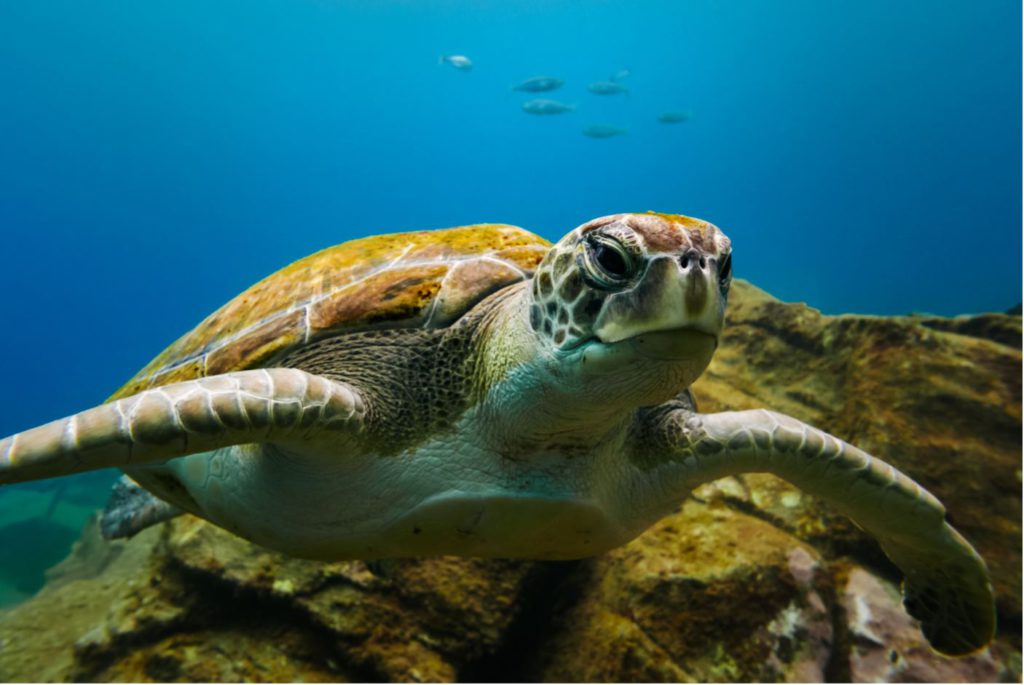 Turtles around turtle island in Borneo