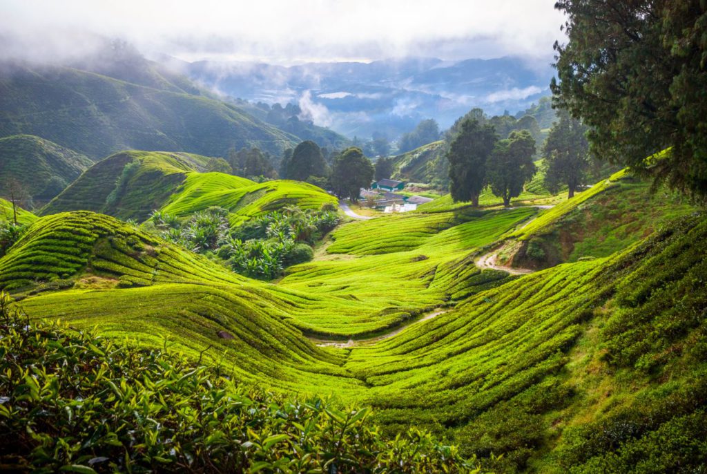 Cameron highlands, Malaysia