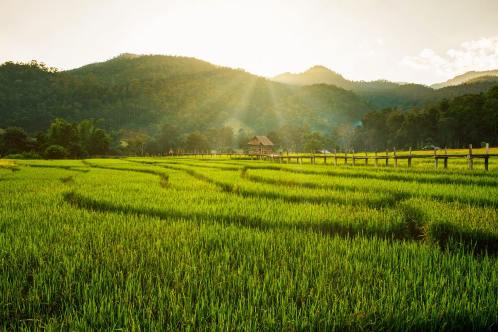 The paddy fields in Pai, Thailand