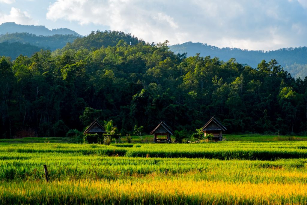 View of the surrounding fields from Pai Bamboo Bridge