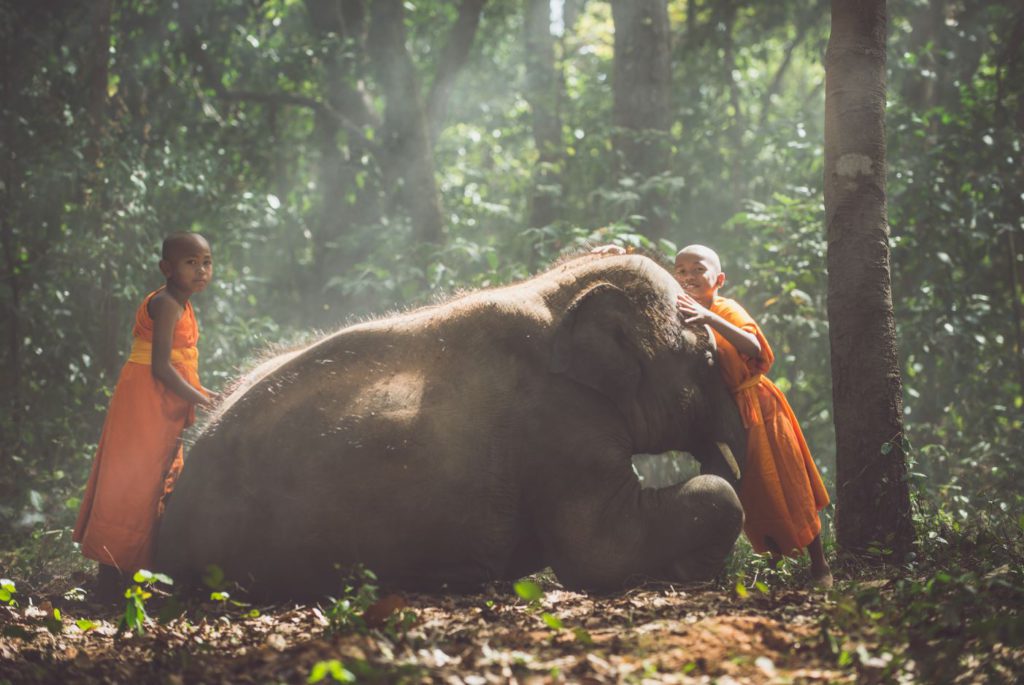 Baby Elephant in a Sanctuary