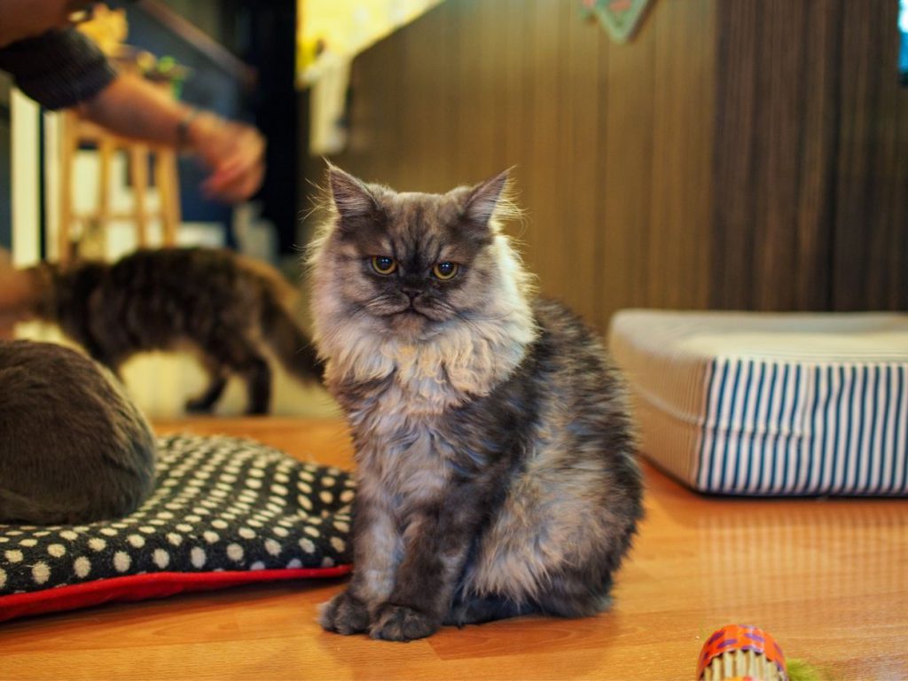 Cat Cafe in Bangkok