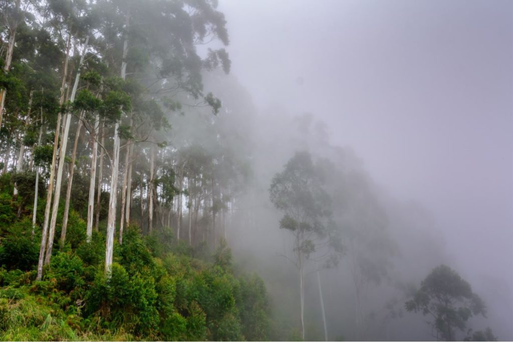 Forest covered in mist in Kodaikanal