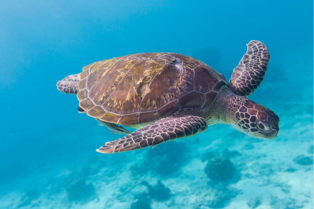 Green Turtle at Similan Islands