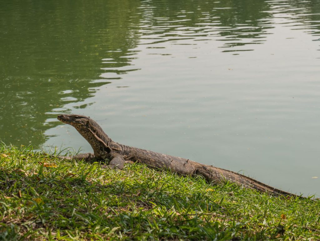 Monitor Lizard in Lumphini Park