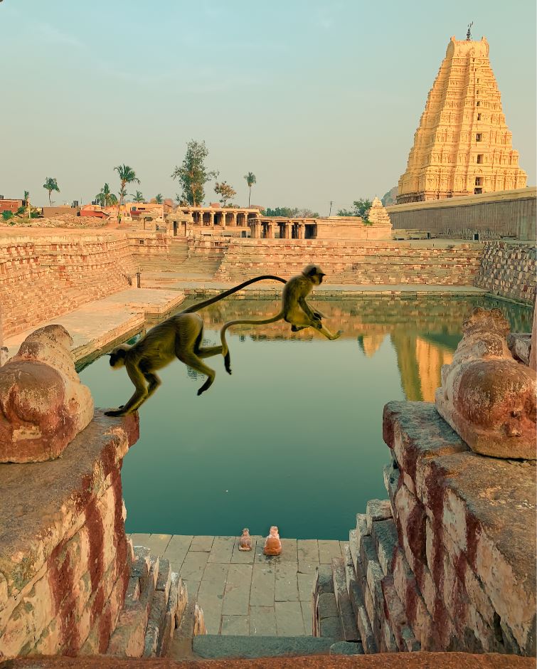 Monkeys around temples in Hampi