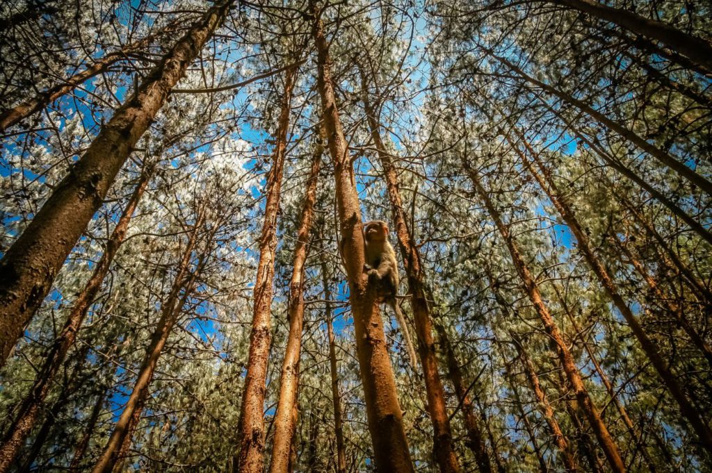 Pine Forest Kodaikanal