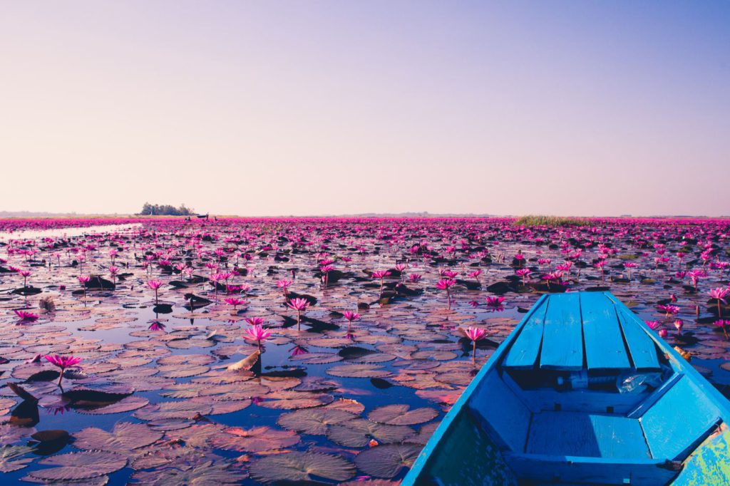 Red Lotus Lake in Udon Thani