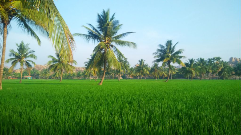 View of Paddy fields in Hampi