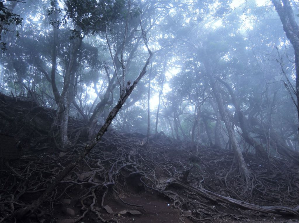 View of the Jungle around Guna Caves